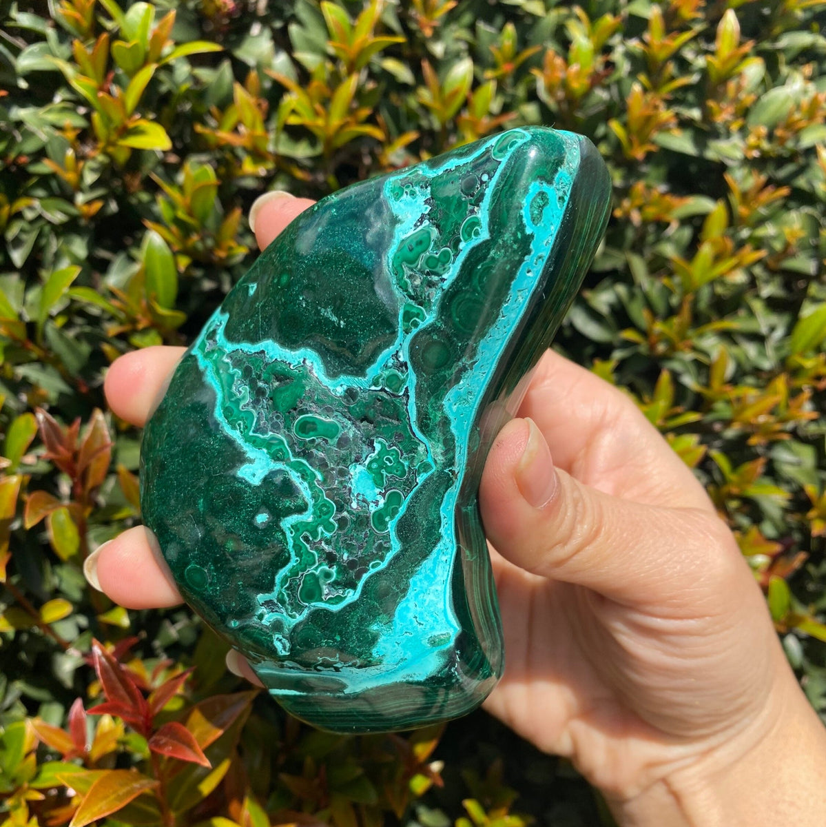 Malachite in chrysocolla freeform popular (Firm❣️)