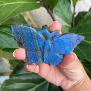 Blue Flash Labradorite Butterfly Carving
