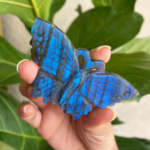 Blue Flash Labradorite Butterfly Carving