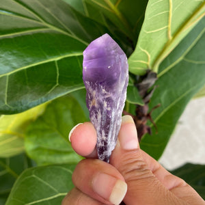 Natural Purple Amethyst Dragons Tooth Points